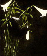 Crow and Lilies